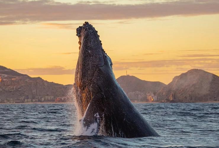 Whale Escape & Cabo Grand Solmar The Residences Cabo San Lucas Whale Escape & Cabo Grand Solmar The Residences Cabo San Lucas
