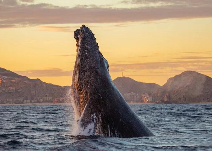 Whale Escape & Cabo Grand Solmar The Residences Cabo San Lucas Whale Escape & Cabo Grand Solmar The Residences Cabo San Lucas